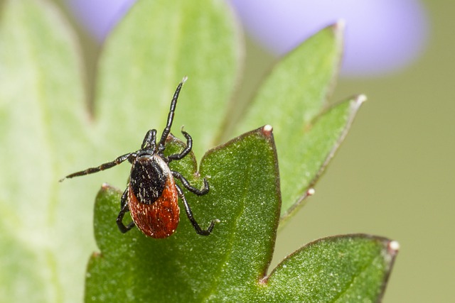 SITNA ŠUMSKA NAPAST – KRPELJ